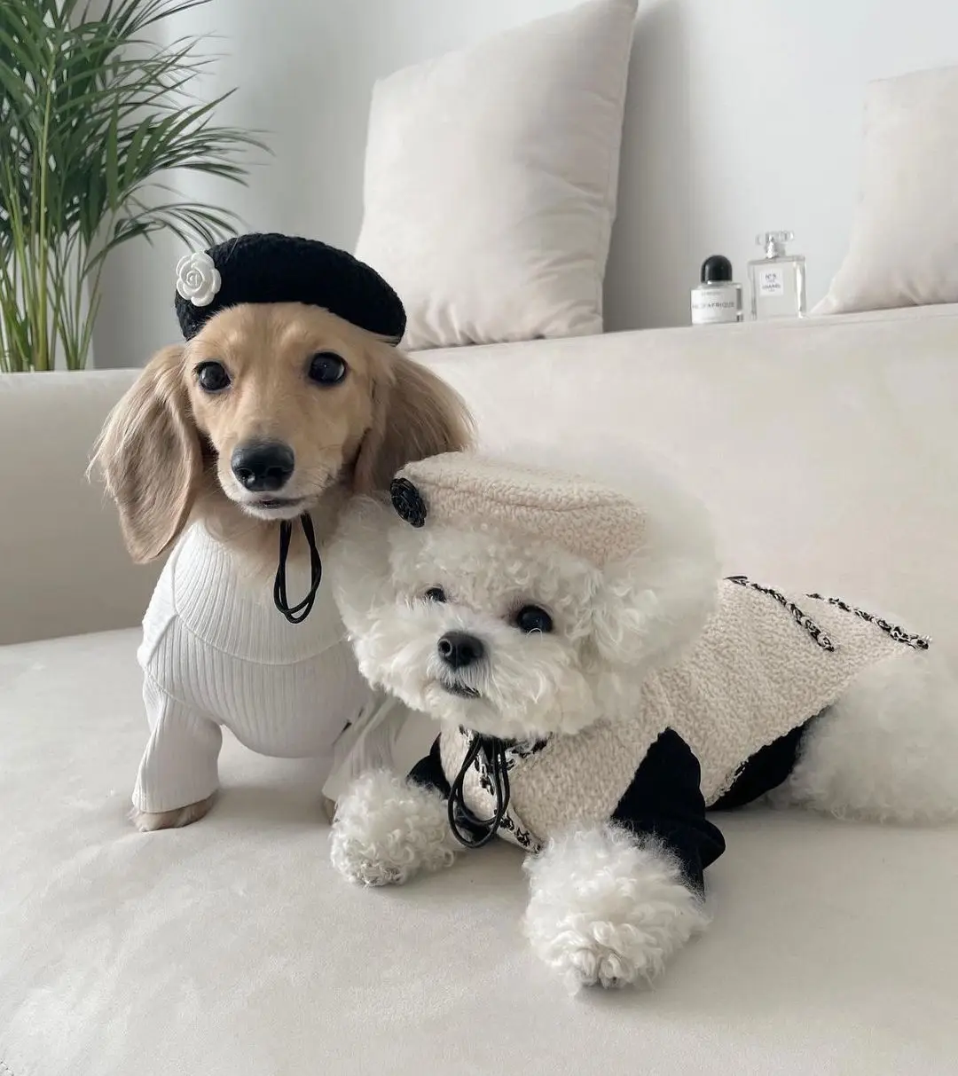Pet Dog Clothes for Small Dogs Accessories Yorkshire Coat Sweater Sweatshirts Jackets Puppy Costume Clothing Luxury Fashion
Pet Dog Clothes for Small Dogs Accessories Yorkshire Coat Sweater Sweatshirts Jackets Puppy Costume Clothing Luxury Fashion