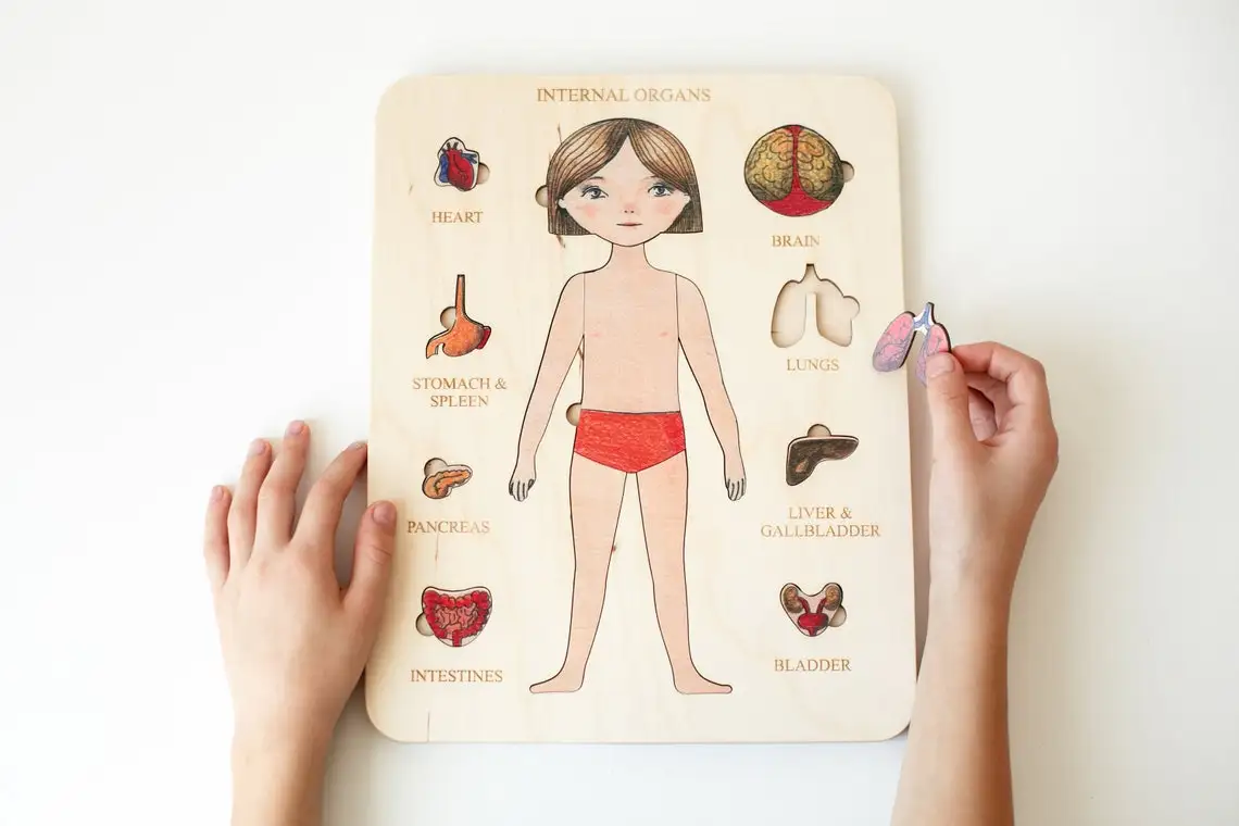 Wooden Puzzle | Human body | Internal organs Montessori Homeschooling Toddler Toys Baby Gifts Gift for Kids Christmas Gift greys
Wooden Puzzle | Human body | Internal organs Montessori Homeschooling Toddler Toys Baby Gifts Gift for Kids Christmas Gift greys