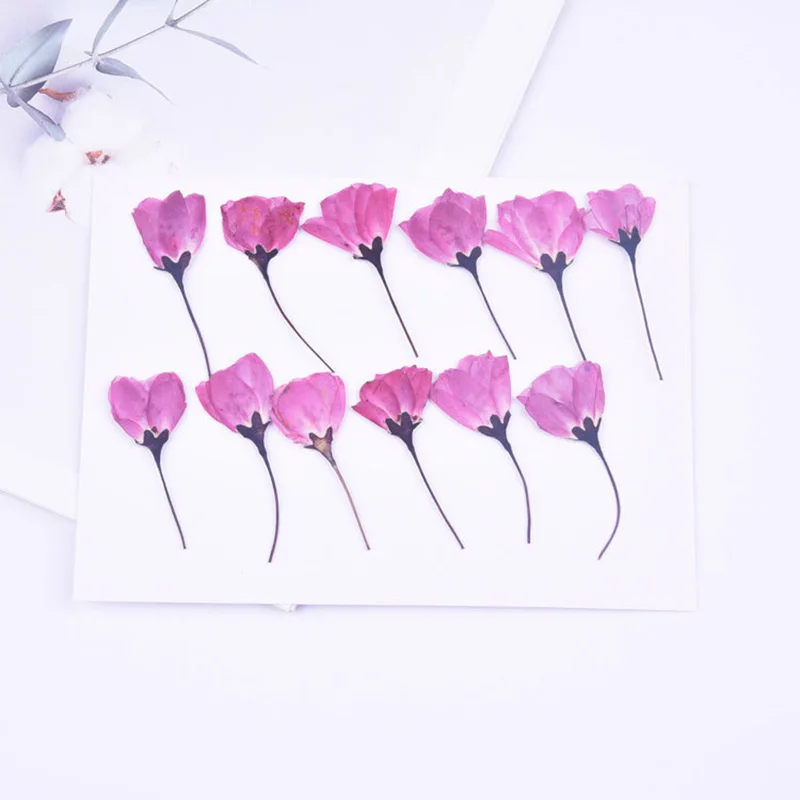 120pcs/500pcs Begonia Flower Side Pressure Dried Flower Embossing Diy Handmade Phone Case Photo Frame Real Flower Plant Specimen
120pcs/500pcs Begonia Flower Side Pressure Dried Flower Embossing Diy Handmade Phone Case Photo Frame Real Flower Plant Specimen