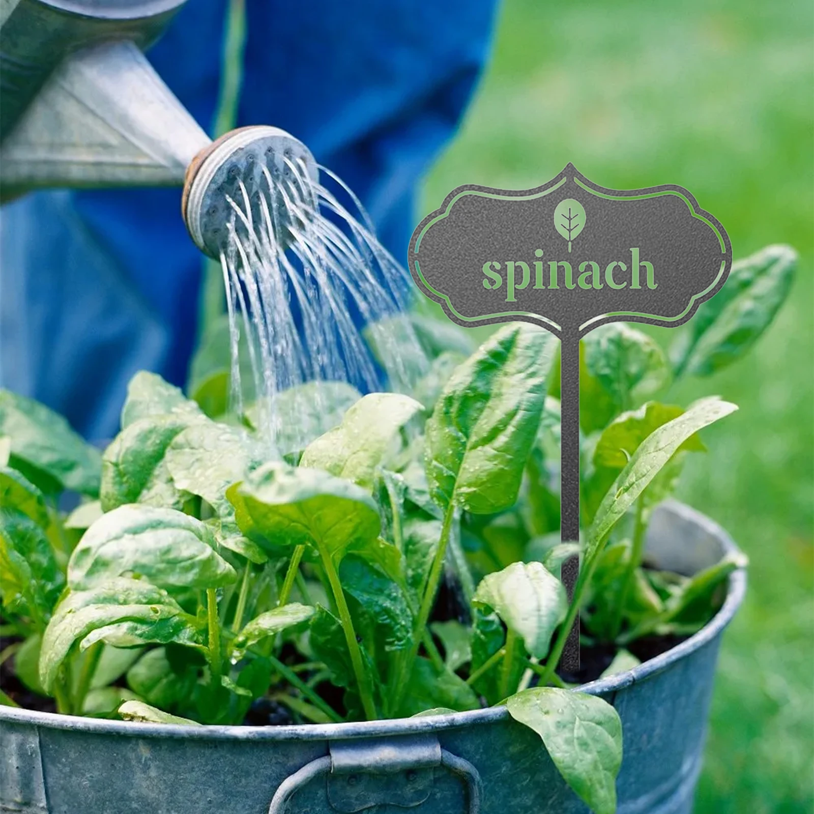 3 шт. этикетки для фруктов/овощей, элегантные маркеры для фермерского хозяйства/теплицы, простые в установке прочные комнатные/уличные марк...
3 шт. этикетки для фруктов/овощей, элегантные маркеры для фермерского хозяйства/теплицы, простые в установке прочные комнатные/уличные марк...