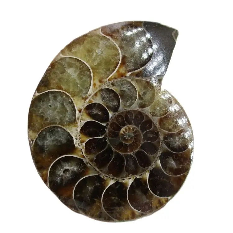 30--35g Natural Crystal Sparkling AMMONITE FOSSIL Geode Mineral Specimen Reiki Healing Realistic Rock minerals Decoration
30--35g Natural Crystal Sparkling AMMONITE FOSSIL Geode Mineral Specimen Reiki Healing Realistic Rock minerals Decoration