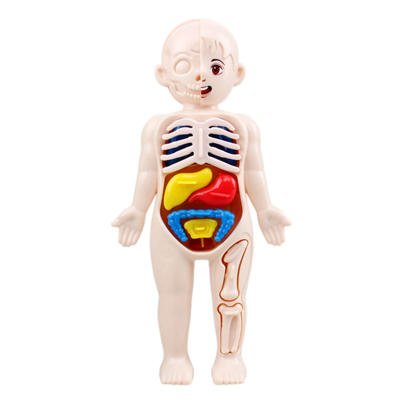 Cute Body Toys for Children Early Educational Human Body Toy Heart Visceral Brain Skeleton Rotatable Organ Anatomy Assembly Toy
Cute Body Toys for Children Early Educational Human Body Toy Heart Visceral Brain Skeleton Rotatable Organ Anatomy Assembly Toy