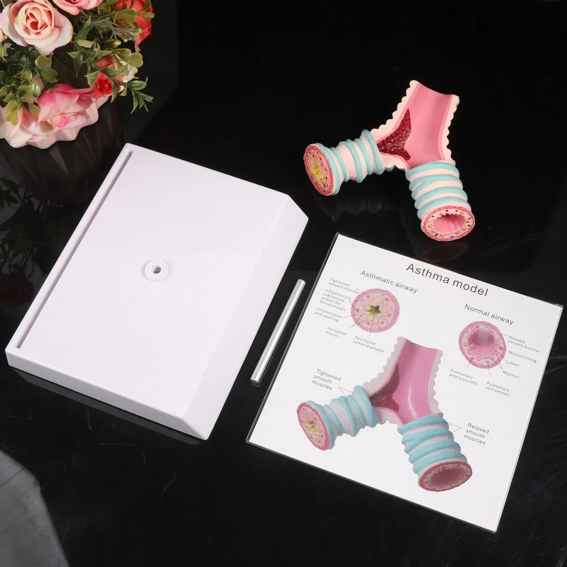 Bronchus Trachea Anatomical Model with Display Stand for Aasthma Disease Research Lectures Lab Hospital Education Use
Bronchus Trachea Anatomical Model with Display Stand for Aasthma Disease Research Lectures Lab Hospital Education Use