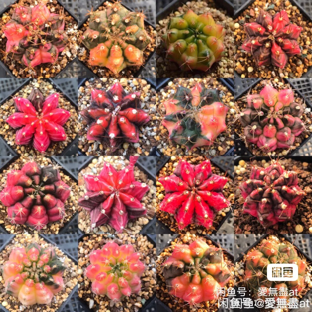 Adenium obesum -Desert Rose Semillas,Mountain Rose,Lithops,a kind of cactus,dahlia,rose flower,geranium Various flower races
Adenium obesum -Desert Rose Semillas,Mountain Rose,Lithops,a kind of cactus,dahlia,rose flower,geranium Various flower races