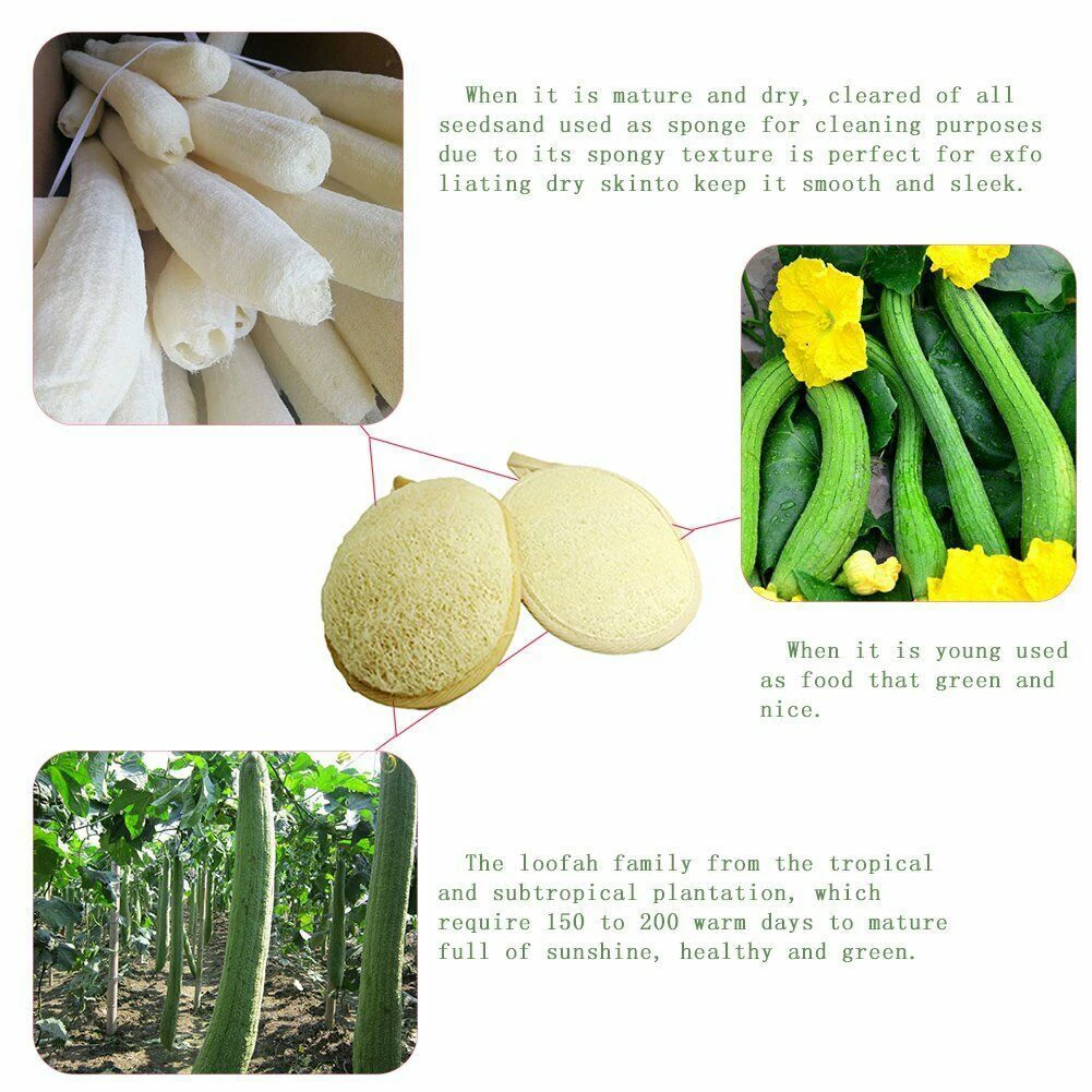 3pcs Natural Loofah Sponge Bath Ball Bath Exfoliating Sponge Soft Shower Brushes Massage Brush Bath Dish Cleaning Supplies
3pcs Natural Loofah Sponge Bath Ball Bath Exfoliating Sponge Soft Shower Brushes Massage Brush Bath Dish Cleaning Supplies