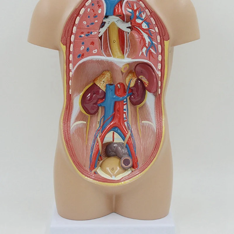 Human Body Model Removable Human Internal Organs Anatomy Model Brain Heart Liver Stomach Lung Intestine For Teaching
Human Body Model Removable Human Internal Organs Anatomy Model Brain Heart Liver Stomach Lung Intestine For Teaching