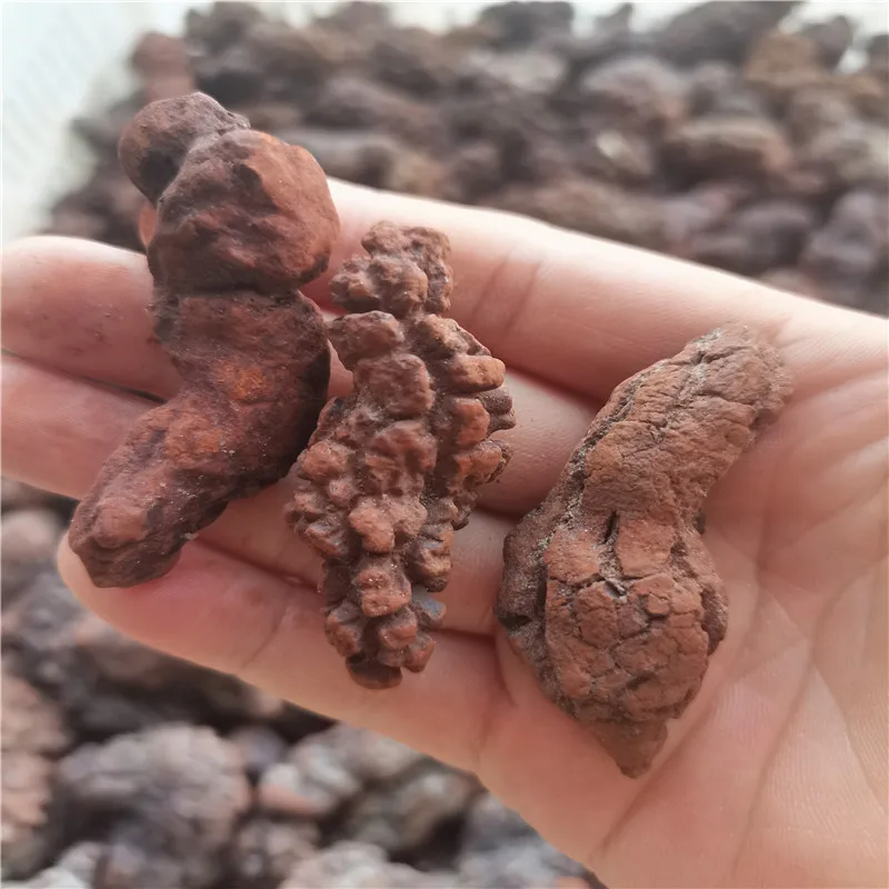 Образец окаменелостей копролита 1000г WEI HONG
Образец окаменелостей копролита 1000г WEI HONG