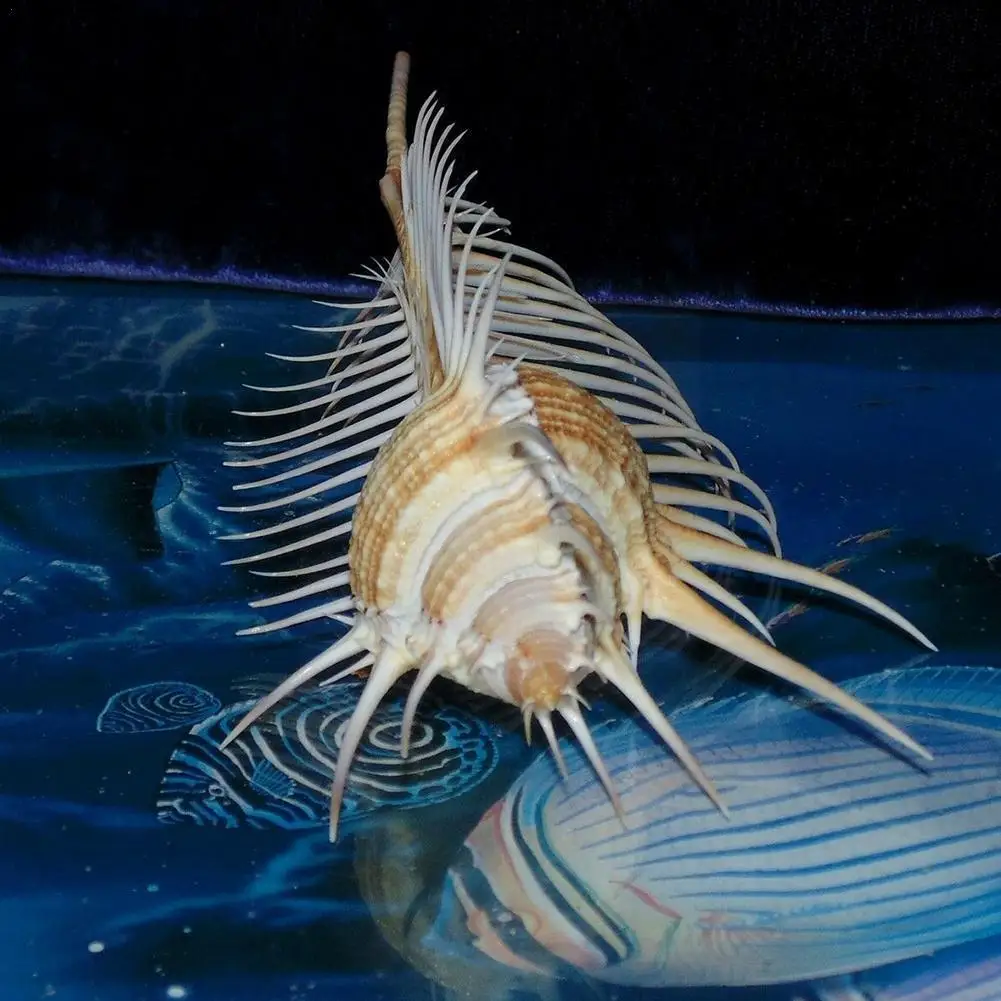 13-15Cm Natural Shell Conch Decoration Fish Tank Landscaping Shell Ornaments For Home Garden Venus Murex E1M1
13-15Cm Natural Shell Conch Decoration Fish Tank Landscaping Shell Ornaments For Home Garden Venus Murex E1M1