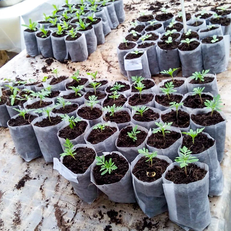 Non-woven nursery bag garden planting tree bag thickening seedling cup nursery pot nutrition bag
Non-woven nursery bag garden planting tree bag thickening seedling cup nursery pot nutrition bag