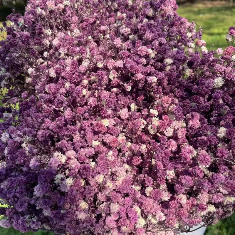 100g Preserved Flowers Natural Fresh Gypsophila Dried Baby's Breath Flower Bouquets Mothers Day Gift Wedding Decors Party Suppli
100g Preserved Flowers Natural Fresh Gypsophila Dried Baby's Breath Flower Bouquets Mothers Day Gift Wedding Decors Party Suppli