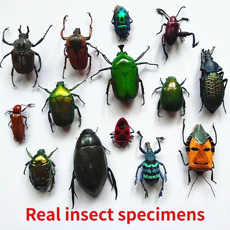 A1 Real Insect Specimens Multiple Varieties of Wet Insects with Endless Pose Children's Gifts Student Popular Science Teaching
A1 Real Insect Specimens Multiple Varieties of Wet Insects with Endless Pose Children's Gifts Student Popular Science Teaching