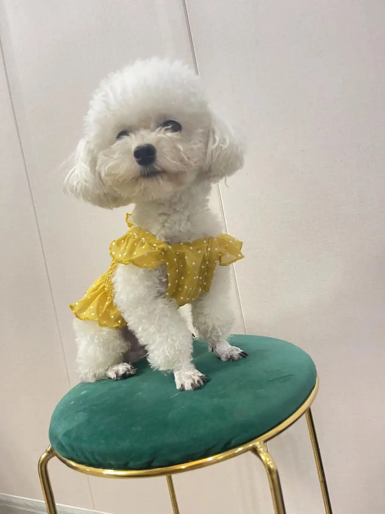 Dot dress Pet Dog Clothes Cat Thin skirt Clothing Dogs sweet Small Chihuahua Summer Yellow Green Breathable Girl Chihuahua
Dot dress Pet Dog Clothes Cat Thin skirt Clothing Dogs sweet Small Chihuahua Summer Yellow Green Breathable Girl Chihuahua