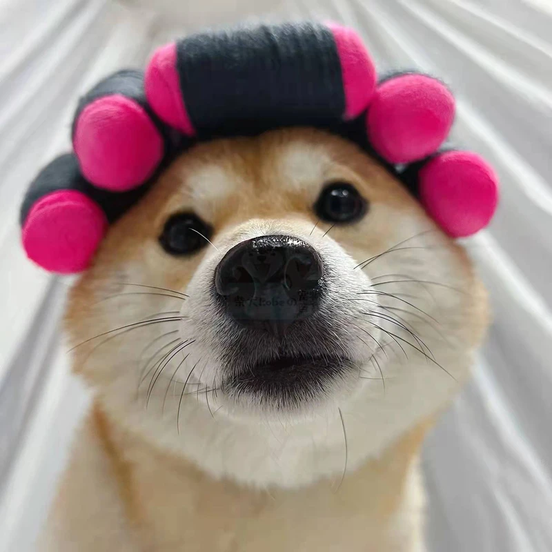 Latest Dog Wig With Hair Rollers Adorable Curly Hair Dog Headdress Also Suitable For Cats
Latest Dog Wig With Hair Rollers Adorable Curly Hair Dog Headdress Also Suitable For Cats