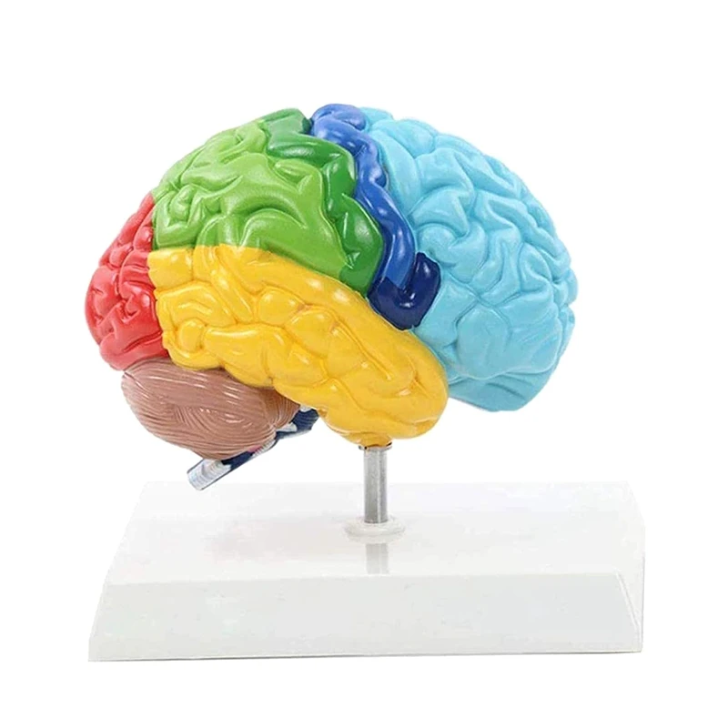Right Hemisphere Of Brain Human Body Model PVC 1:1 For Student Teaching Study Assembling Model
Right Hemisphere Of Brain Human Body Model PVC 1:1 For Student Teaching Study Assembling Model