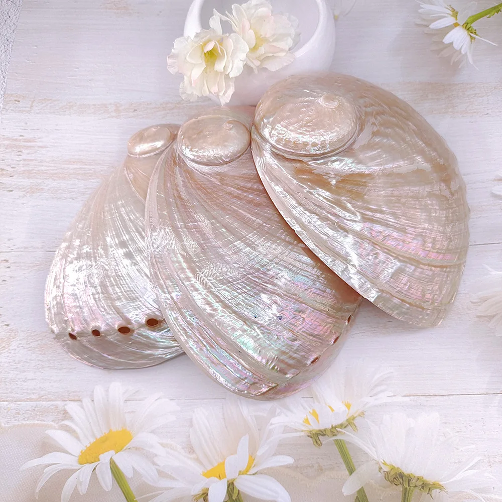 White Abalone Shell Conch Shell, Home Fish Box Jewelry Creative Ornaments
White Abalone Shell Conch Shell, Home Fish Box Jewelry Creative Ornaments