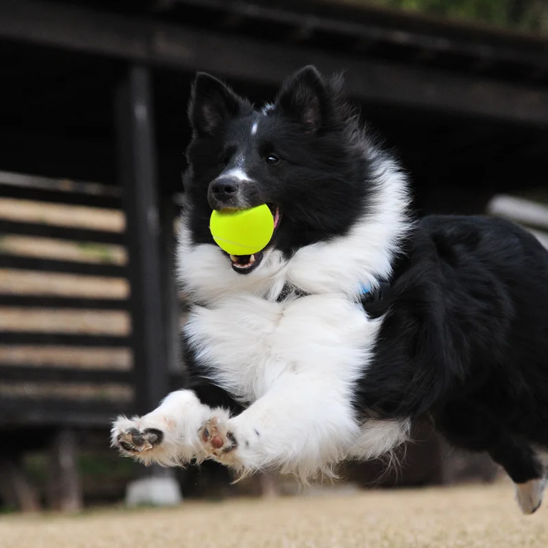 Dog Toy Six Tennis Balls Bite-resistant Dogs Puppy Teddy Training Product Pet Supplies
Dog Toy Six Tennis Balls Bite-resistant Dogs Puppy Teddy Training Product Pet Supplies