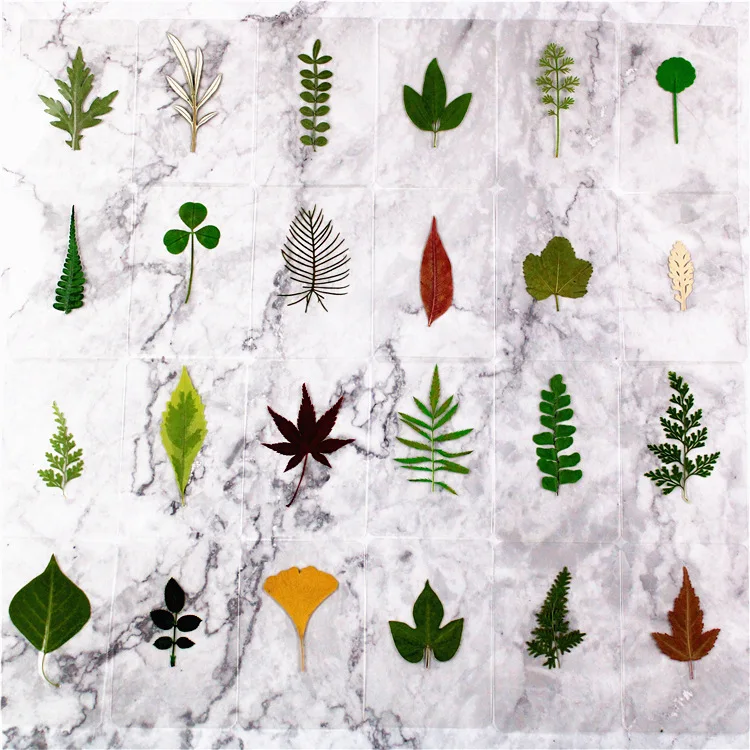 Dried Flowers for Resin Molds,Natural Dried Pressed Flower for Bookmark Pressed Flowers Dried Leaf Display Table Decoration 1PC
Dried Flowers for Resin Molds,Natural Dried Pressed Flower for Bookmark Pressed Flowers Dried Leaf Display Table Decoration 1PC