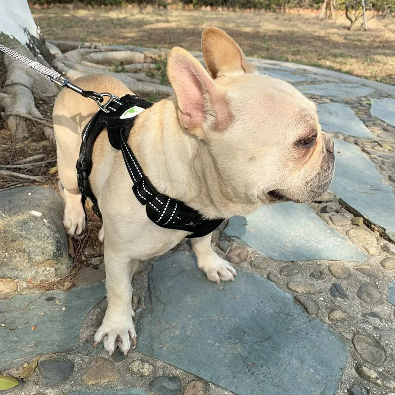 Chest Strap for Small Dog, Chest Strap, Vest Type, Teddy, Puppy, French Bulldog, Walking Dog Rope, Chain
Chest Strap for Small Dog, Chest Strap, Vest Type, Teddy, Puppy, French Bulldog, Walking Dog Rope, Chain