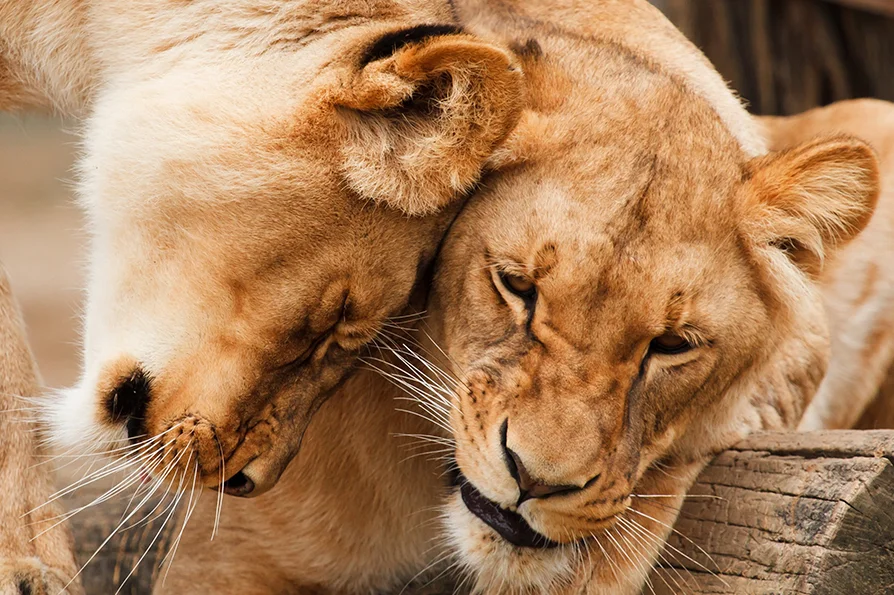 Круглая Алмазная 5D мозаика 50 Х70 см, животное из тигра, Льва, вышивка из камня, вышивка крестиком, домашний декор
Круглая Алмазная 5D мозаика 50 Х70 см, животное из тигра, Льва, вышивка из камня, вышивка крестиком, домашний декор