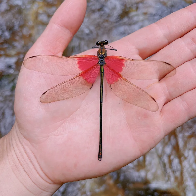 Collection and teaching experiment of real dragonfly, butterfly and insect specimen statue home decor living room decoration
Collection and teaching experiment of real dragonfly, butterfly and insect specimen statue home decor living room decoration