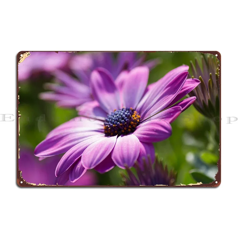 Daisy In The Garden Metal Plaque Poster Cinema Party Kitchen Designer Club Tin Sign Poster
Daisy In The Garden Metal Plaque Poster Cinema Party Kitchen Designer Club Tin Sign Poster