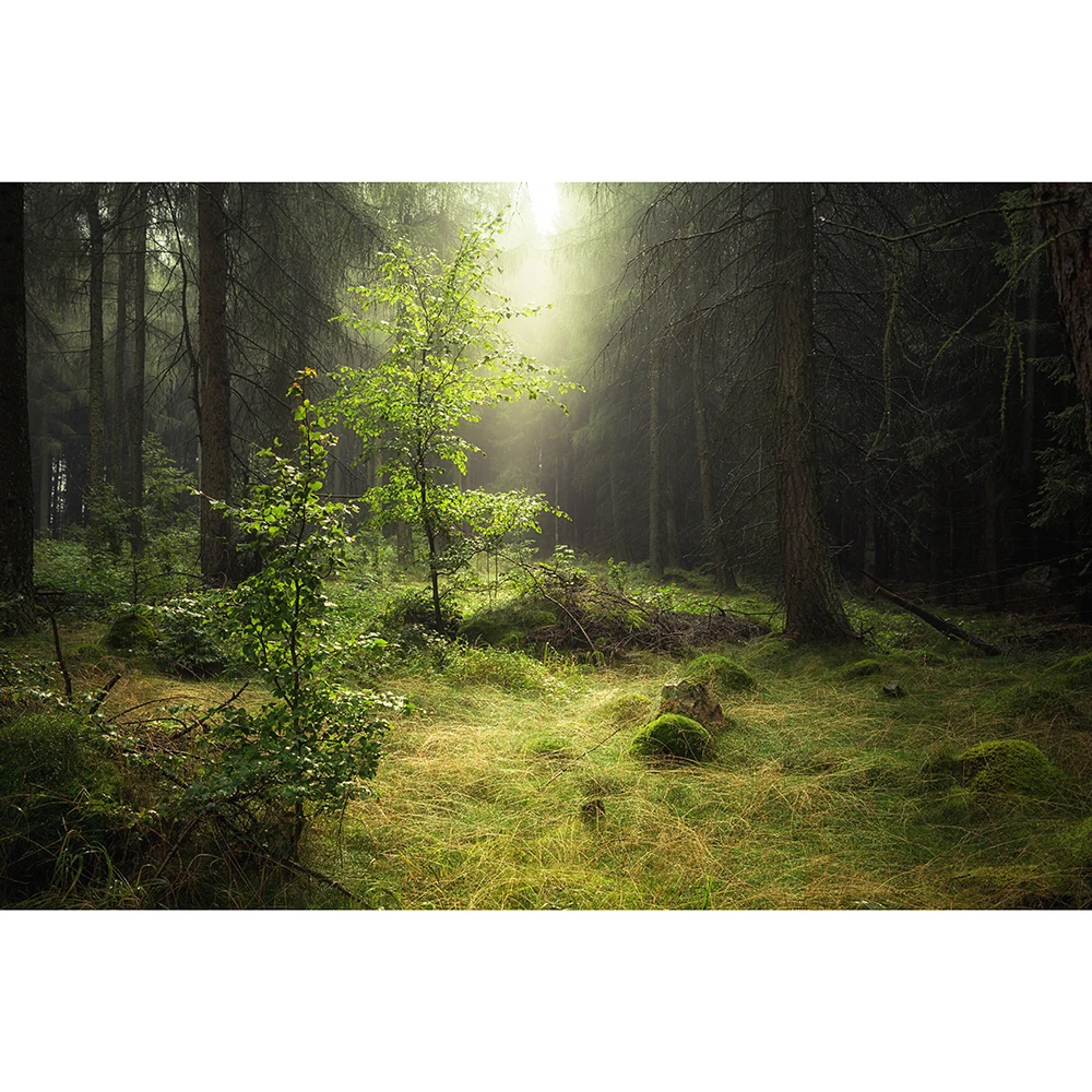 

Enchanted Forest Autumn Vivid Morning with Sun Rays Passing Through Tree Branches Magic Forest Nature Scenery and Sunshine