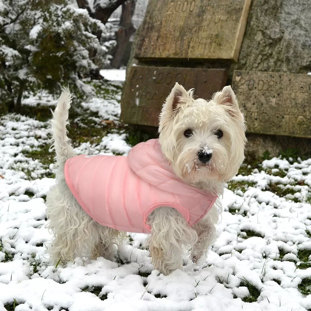 2023NEW Clothes Waterproof Pet Cat Coat Jackets Warm Dog Down Jacket Winter Pet Puppy Coat Hoodies Clothing for Small Dogs
2023NEW Clothes Waterproof Pet Cat Coat Jackets Warm Dog Down Jacket Winter Pet Puppy Coat Hoodies Clothing for Small Dogs