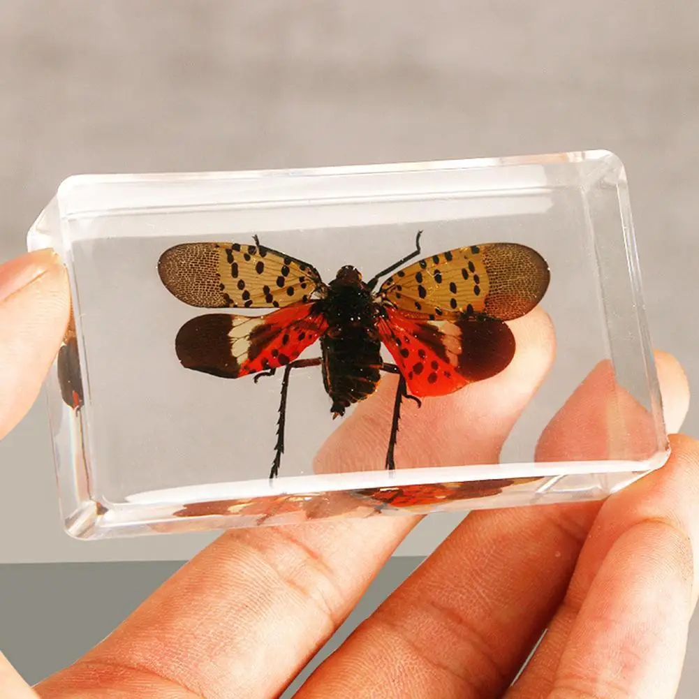 1PCs Resin Amber Butterfly Specimen Ornament Popular Science Education Real Insect Specimen Children Gift
1PCs Resin Amber Butterfly Specimen Ornament Popular Science Education Real Insect Specimen Children Gift