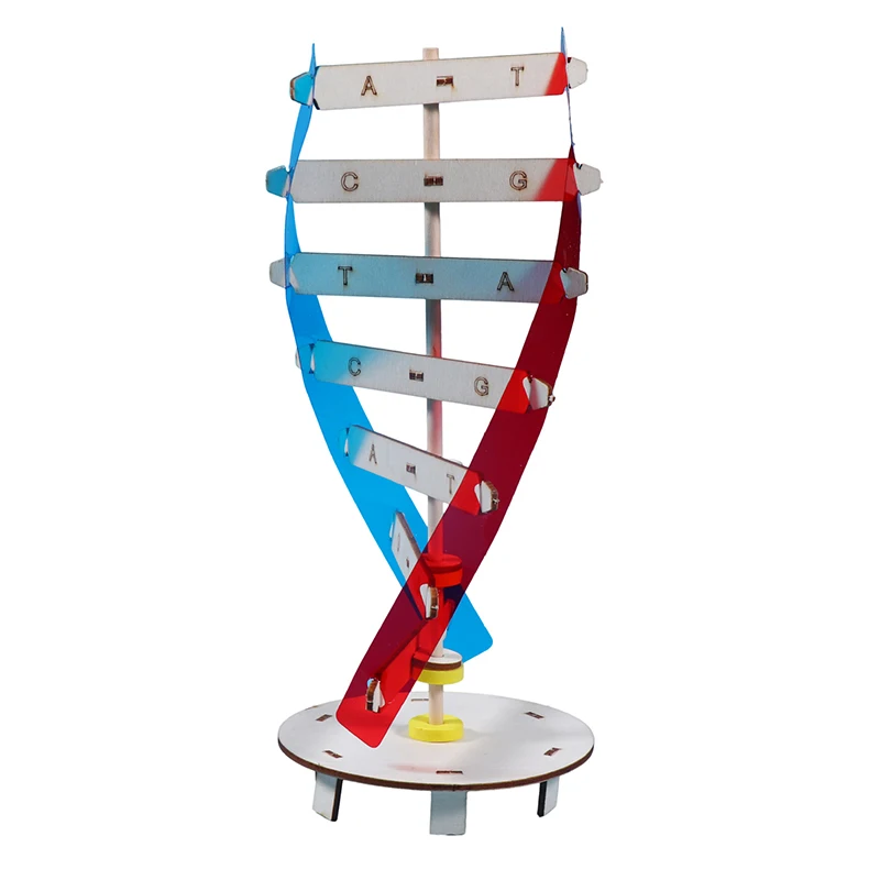 1 Set DNA Models Double Helix Science Popularization Teaching Toy DIY Human Genes Aids Science Special Tools For Kids Test Kit
1 Set DNA Models Double Helix Science Popularization Teaching Toy DIY Human Genes Aids Science Special Tools For Kids Test Kit