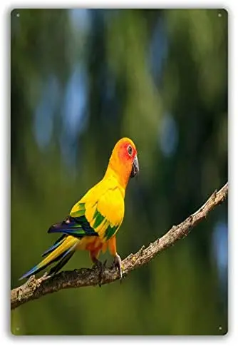 Funny Retro Cafe Store Metal Tin Signs Wall Decor Closeup of Sun Parakeet Or Sun Conure Aratinga
Funny Retro Cafe Store Metal Tin Signs Wall Decor Closeup of Sun Parakeet Or Sun Conure Aratinga