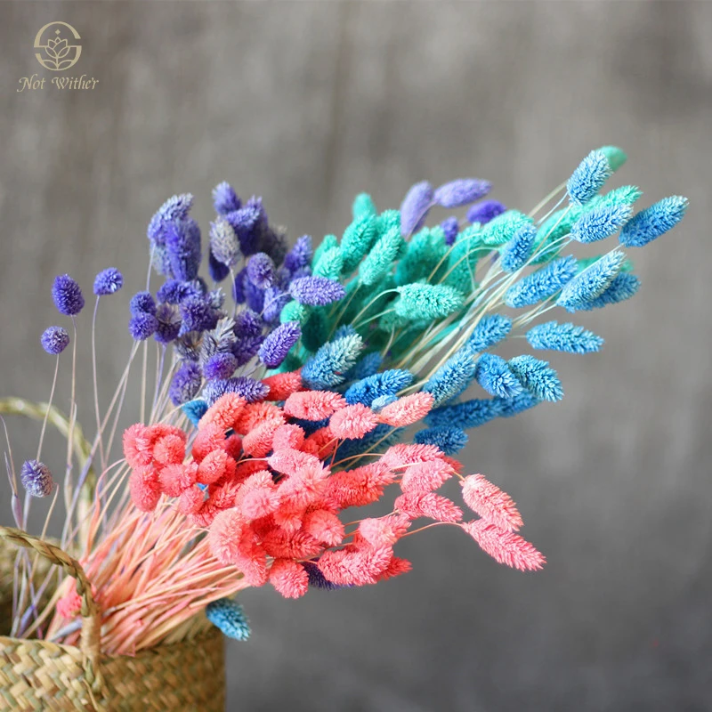 Natural Dried Flowers Gem Grass 50-70 Pcs Phalaris Living Room Table Hoom Boho Decor Holiday Gifts Wedding Supplies Bouquet
Natural Dried Flowers Gem Grass 50-70 Pcs Phalaris Living Room Table Hoom Boho Decor Holiday Gifts Wedding Supplies Bouquet