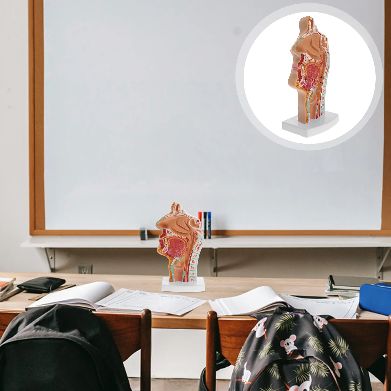 Supplies Nasal Cavity Anatomical Model Mannequin Human Body Larynx Pharynx Scientific Educational Tool Pvc Office
Supplies Nasal Cavity Anatomical Model Mannequin Human Body Larynx Pharynx Scientific Educational Tool Pvc Office