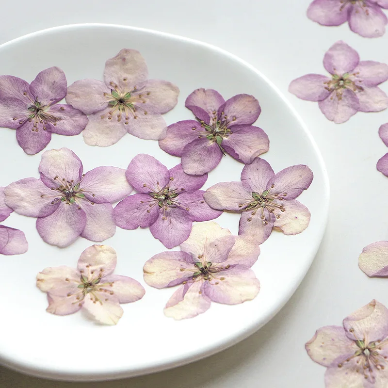 120pcs Pressed Dried Malus spectabilis Flower Herbarium For Resin Epoxy Jewelry Card Bookmark Frame Phone Case Makeup Lamp
120pcs Pressed Dried Malus spectabilis Flower Herbarium For Resin Epoxy Jewelry Card Bookmark Frame Phone Case Makeup Lamp