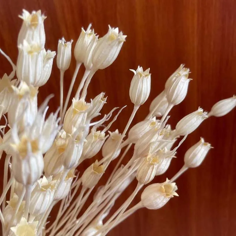 0.5~1CM Head/50 Flower Heads,Decorative Dried Natural Flowers Bellflowers,Dry Campanula Fruit For Bedroom Decor,Home Decoration
0.5~1CM Head/50 Flower Heads,Decorative Dried Natural Flowers Bellflowers,Dry Campanula Fruit For Bedroom Decor,Home Decoration