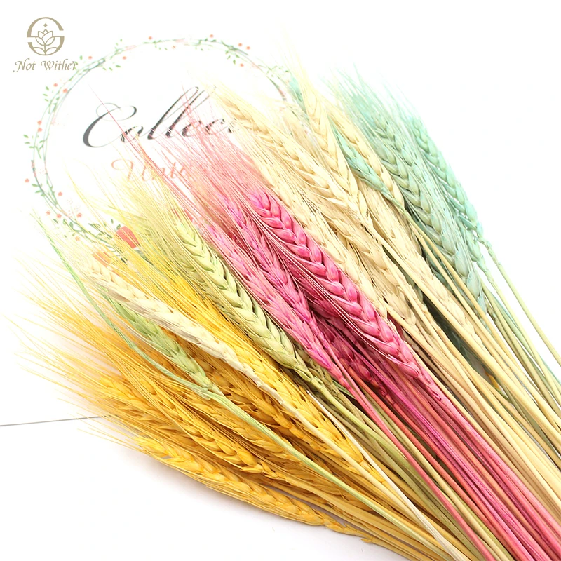 Dried Flowers Wheat Spikes Country Wedding Decoration Bouquet Bohe Home Accessories Table Room Ornament Natural Preserved Flower
Dried Flowers Wheat Spikes Country Wedding Decoration Bouquet Bohe Home Accessories Table Room Ornament Natural Preserved Flower