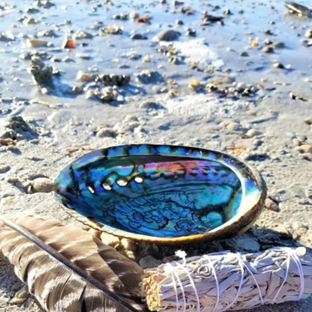 Natural Abalone Shell Primary Color Shell Decoraition Crafts Manufacturers Direct Batch Home Accessories Collection Ornaments
Natural Abalone Shell Primary Color Shell Decoraition Crafts Manufacturers Direct Batch Home Accessories Collection Ornaments
