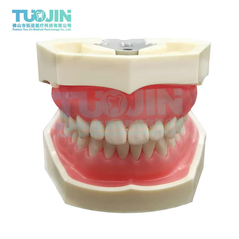Dental teeth model Standard Teaching Model With 28 Screw-in Teeth Demonstration Soft Hard Gum Resin Tooth Dentistry Materials
Dental teeth model Standard Teaching Model With 28 Screw-in Teeth Demonstration Soft Hard Gum Resin Tooth Dentistry Materials