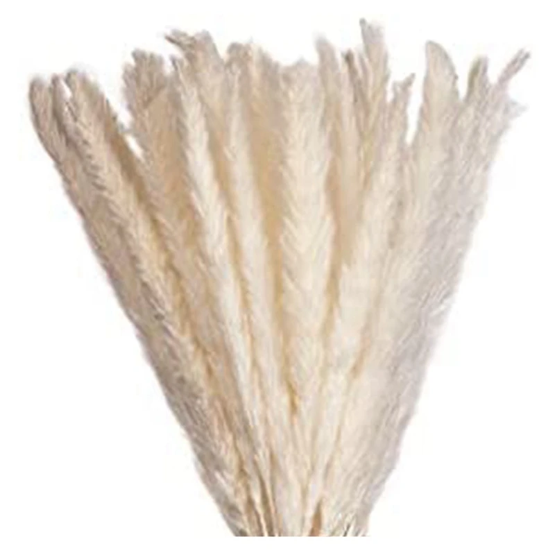 Elegant Dried Flowers with High-Quality Pampas Grass Decoration Dried Flower Decoration A Highlight for Every Occasion
Elegant Dried Flowers with High-Quality Pampas Grass Decoration Dried Flower Decoration A Highlight for Every Occasion