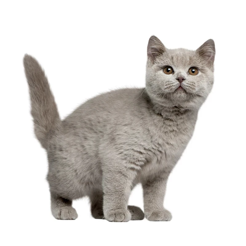 Наклейки на автомобиль, с мультяшным котом
Наклейки на автомобиль, с мультяшным котом