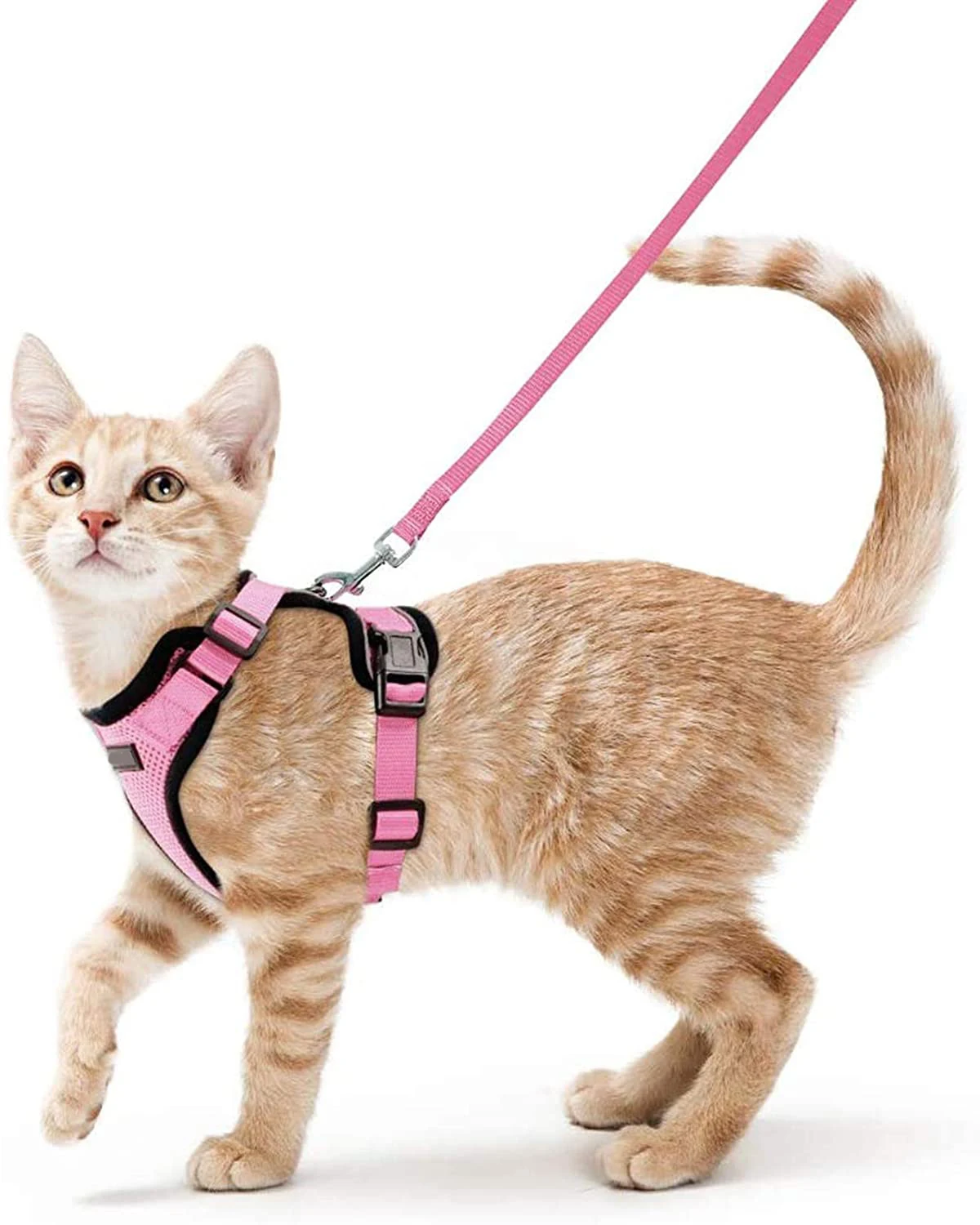 Cat Harness And Leash For Walking Escape Proof Soft Adjustable Vest Harnesses For Cat Easy Control Breathable Reflective Harness
Cat Harness And Leash For Walking Escape Proof Soft Adjustable Vest Harnesses For Cat Easy Control Breathable Reflective Harness