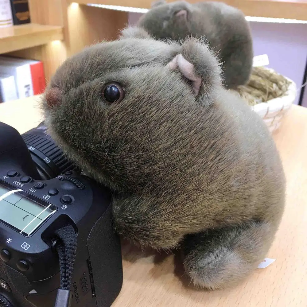 Animal 18-28cm Simulation Wombat Plush Toys Stuffed Wild Guinea Pig Cavia Porcellus Mouse Dolls for Baby Kids Gifts
Animal 18-28cm Simulation Wombat Plush Toys Stuffed Wild Guinea Pig Cavia Porcellus Mouse Dolls for Baby Kids Gifts