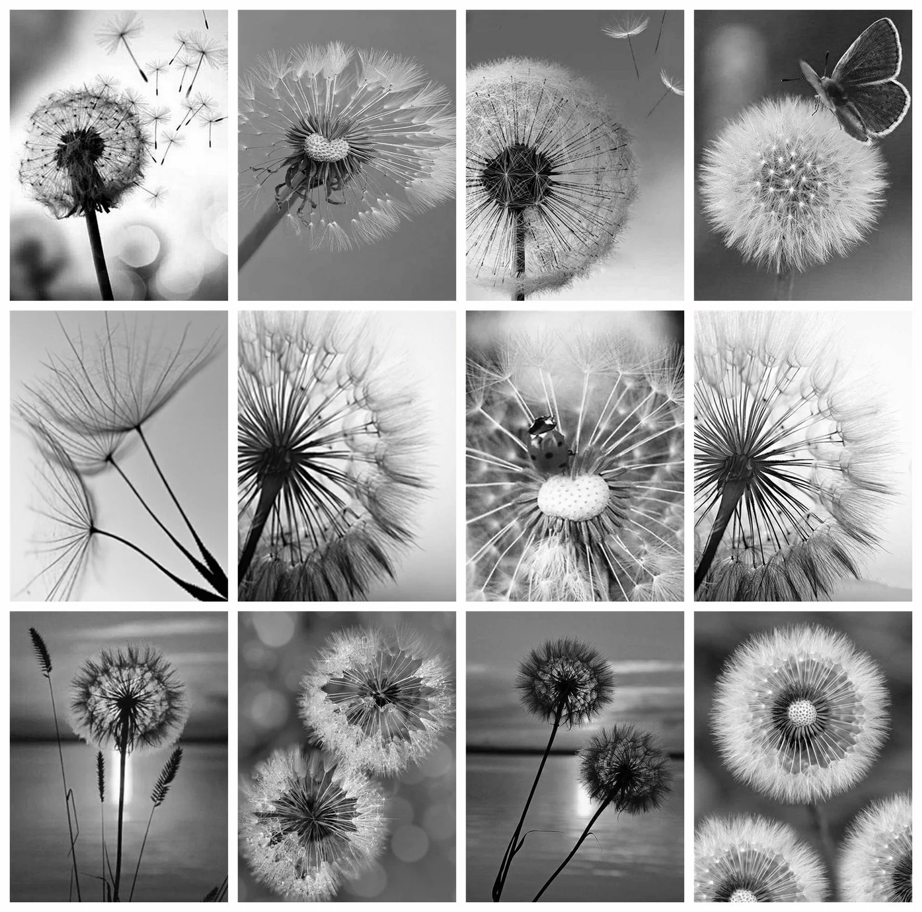 5D DIY Square/Round Diamond Painting Black and White Pictures of Rhinestones Diamond Embroidery Sale Dandelion Mosaic Decortion
5D DIY Square/Round Diamond Painting Black and White Pictures of Rhinestones Diamond Embroidery Sale Dandelion Mosaic Decortion