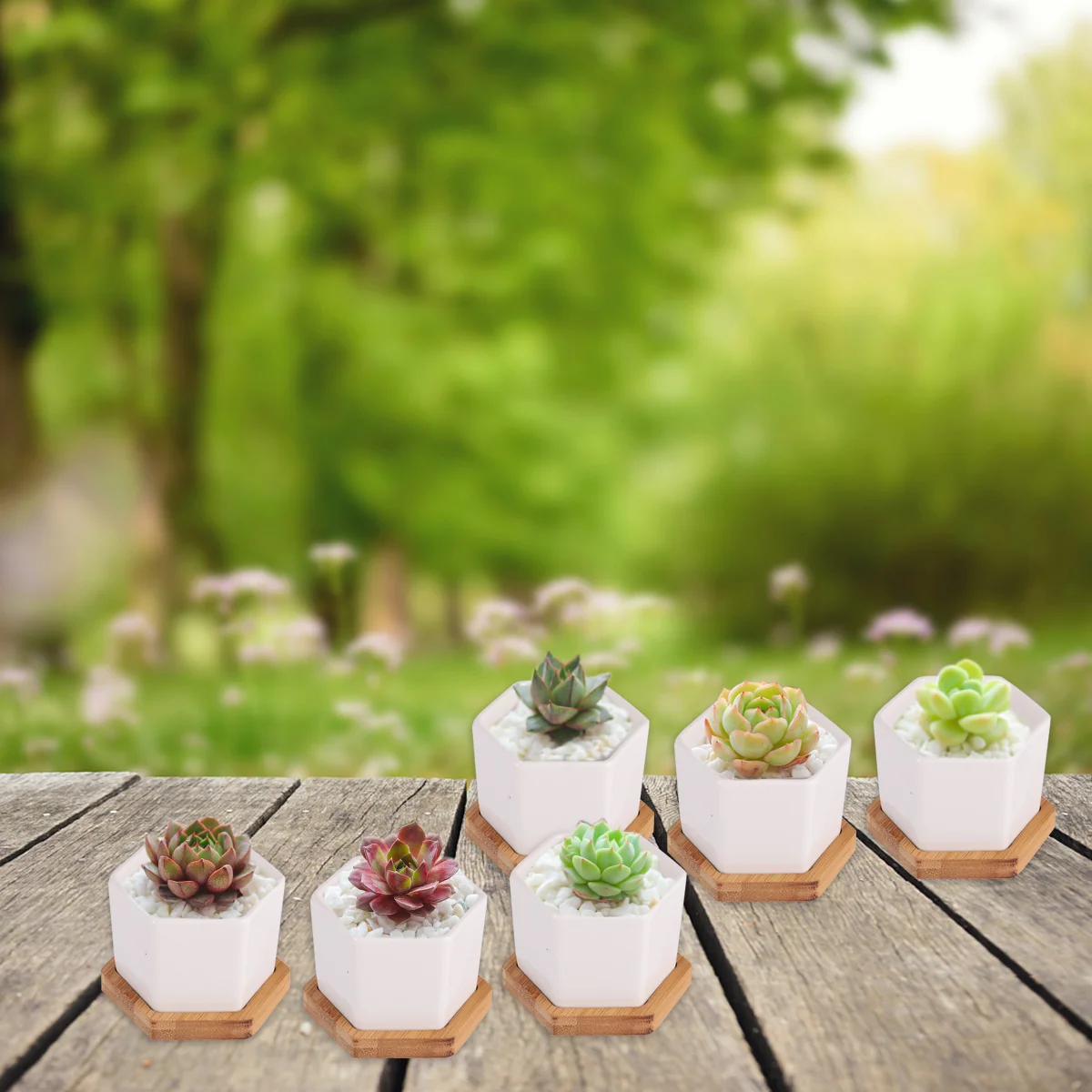 12 Pcs in 1 Set Succulent Plant Pots Mini Succulent Planter Ceramic Flower Planter Pot with Bamboo Trays (6 Pots and 6 Trays,
12 Pcs in 1 Set Succulent Plant Pots Mini Succulent Planter Ceramic Flower Planter Pot with Bamboo Trays (6 Pots and 6 Trays,