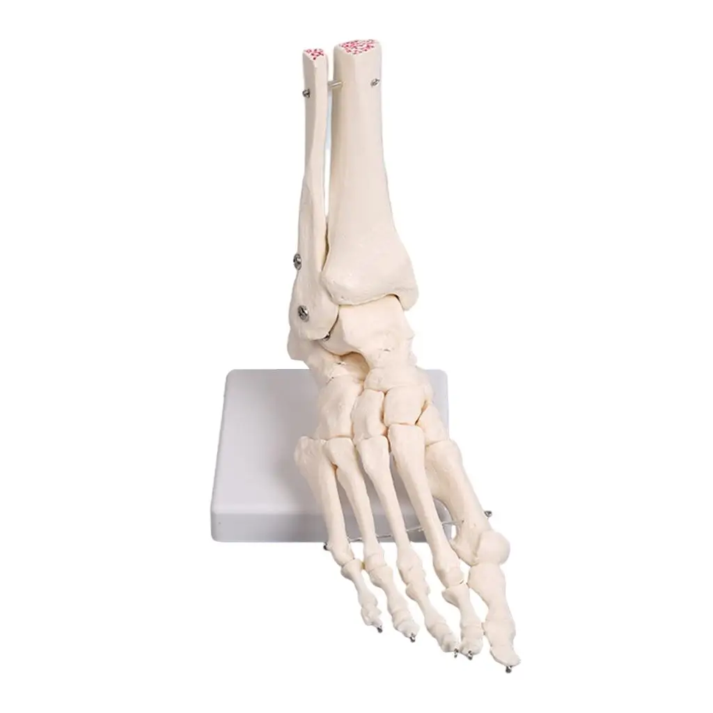 1:1 Foot Joint Model with Base Foot Joint Anatomical Model for Science Study Learning
1:1 Foot Joint Model with Base Foot Joint Anatomical Model for Science Study Learning