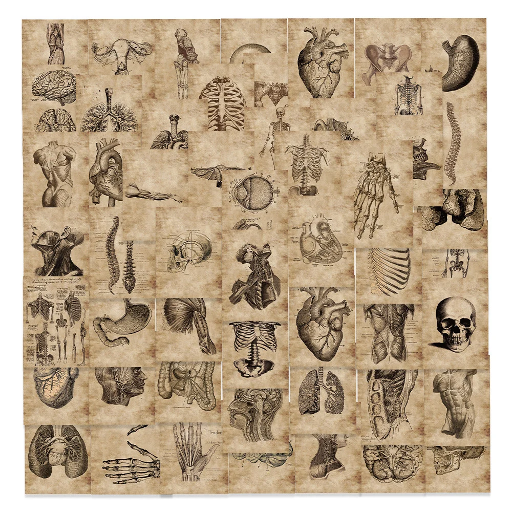 10/30/56pcs Vintage Horror Anatomy Physiology The Body Structure Stickers Skateboard Laptop Luggage Phone Car Bike Cool Sticker
10/30/56pcs Vintage Horror Anatomy Physiology The Body Structure Stickers Skateboard Laptop Luggage Phone Car Bike Cool Sticker