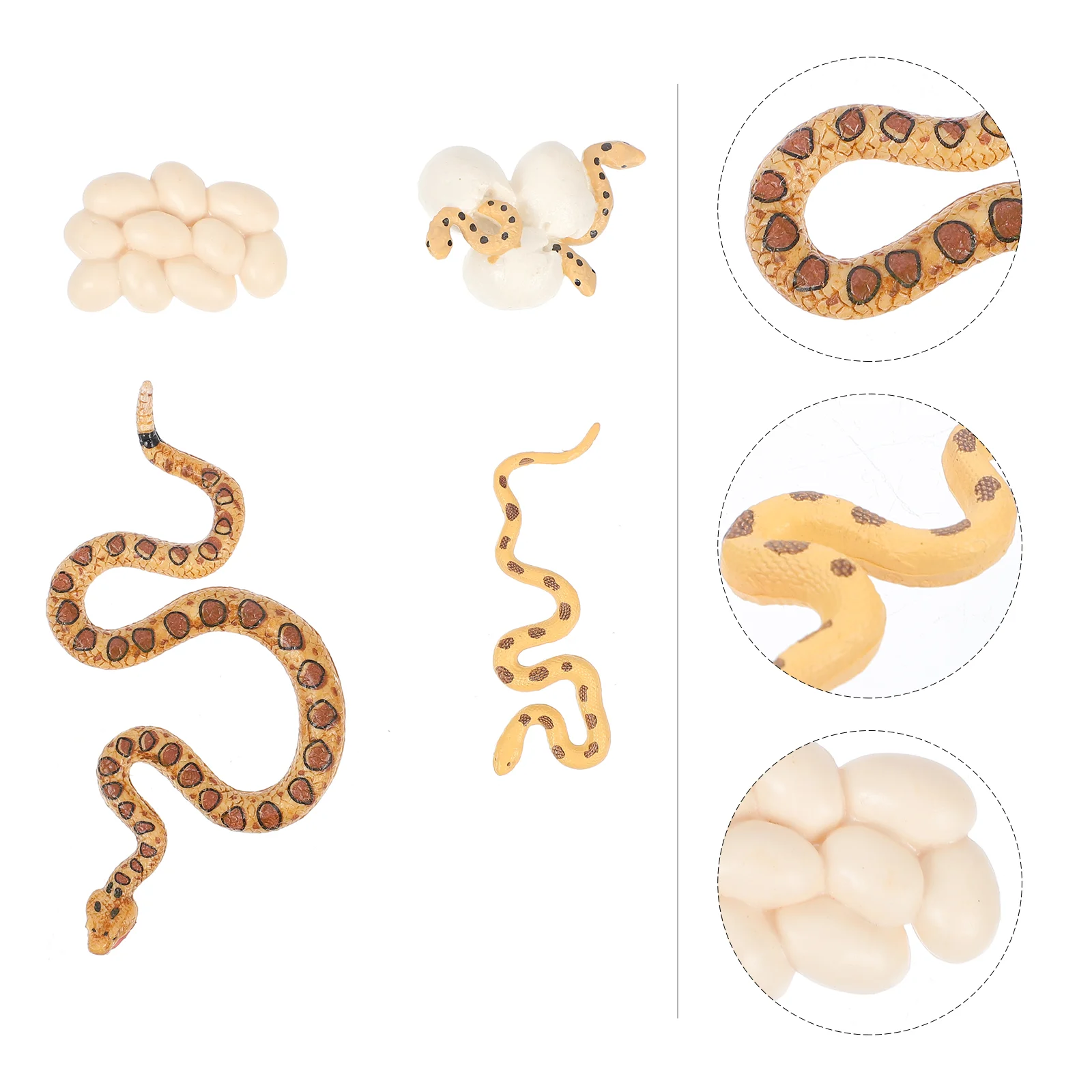 Cycle Snake Life Toy Growth Animal Figurines Model Toys Figurine Rattlesnakeamphibian Figures Science Prank Evolution Reptiles
Cycle Snake Life Toy Growth Animal Figurines Model Toys Figurine Rattlesnakeamphibian Figures Science Prank Evolution Reptiles
