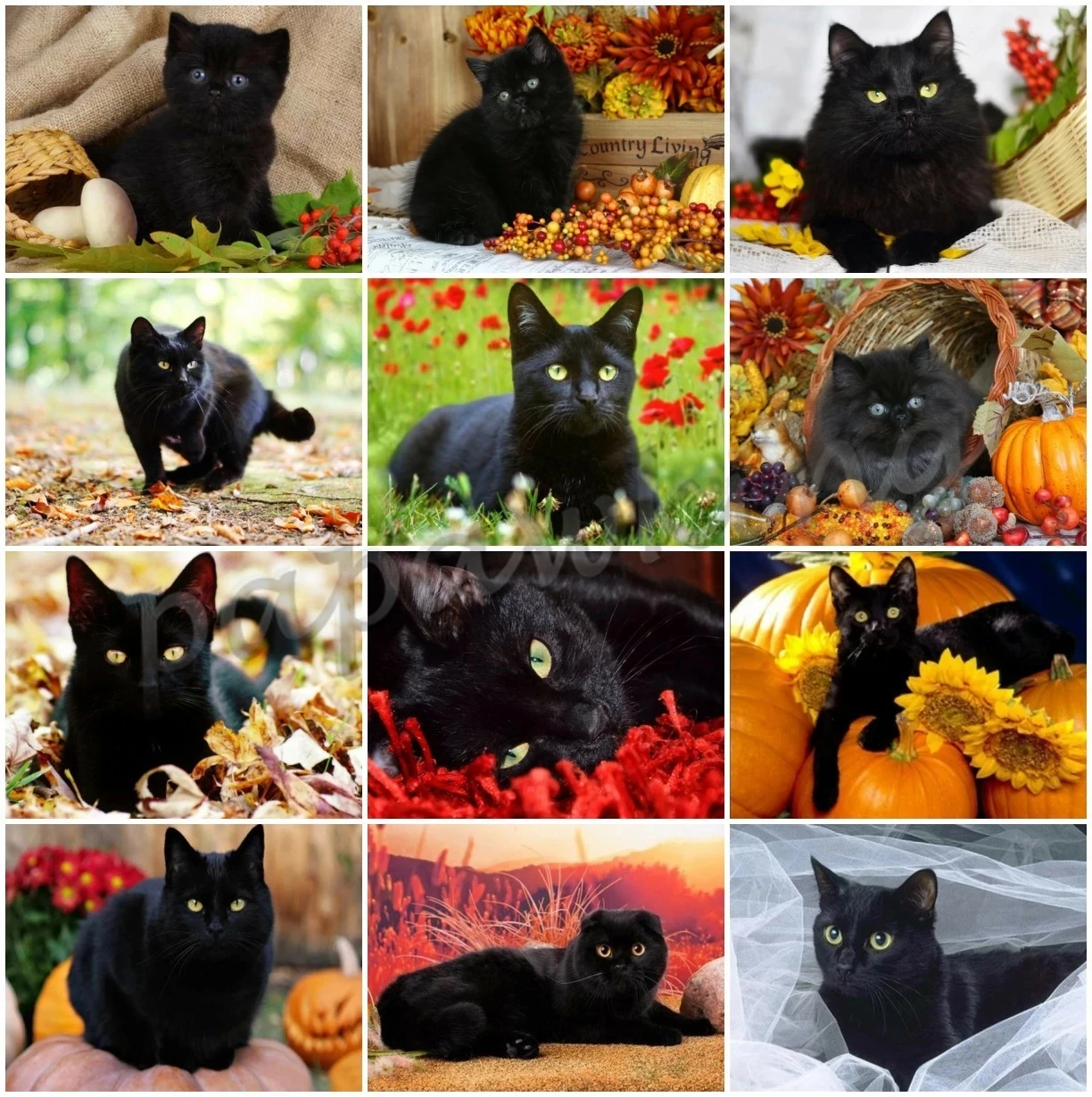 5D Diamond Painting Black Cat Animal Full Diamond Embroidery Cross Stitch Mosaic Rhinestones Cat Lovers Handmade Gift Decoration
5D Diamond Painting Black Cat Animal Full Diamond Embroidery Cross Stitch Mosaic Rhinestones Cat Lovers Handmade Gift Decoration