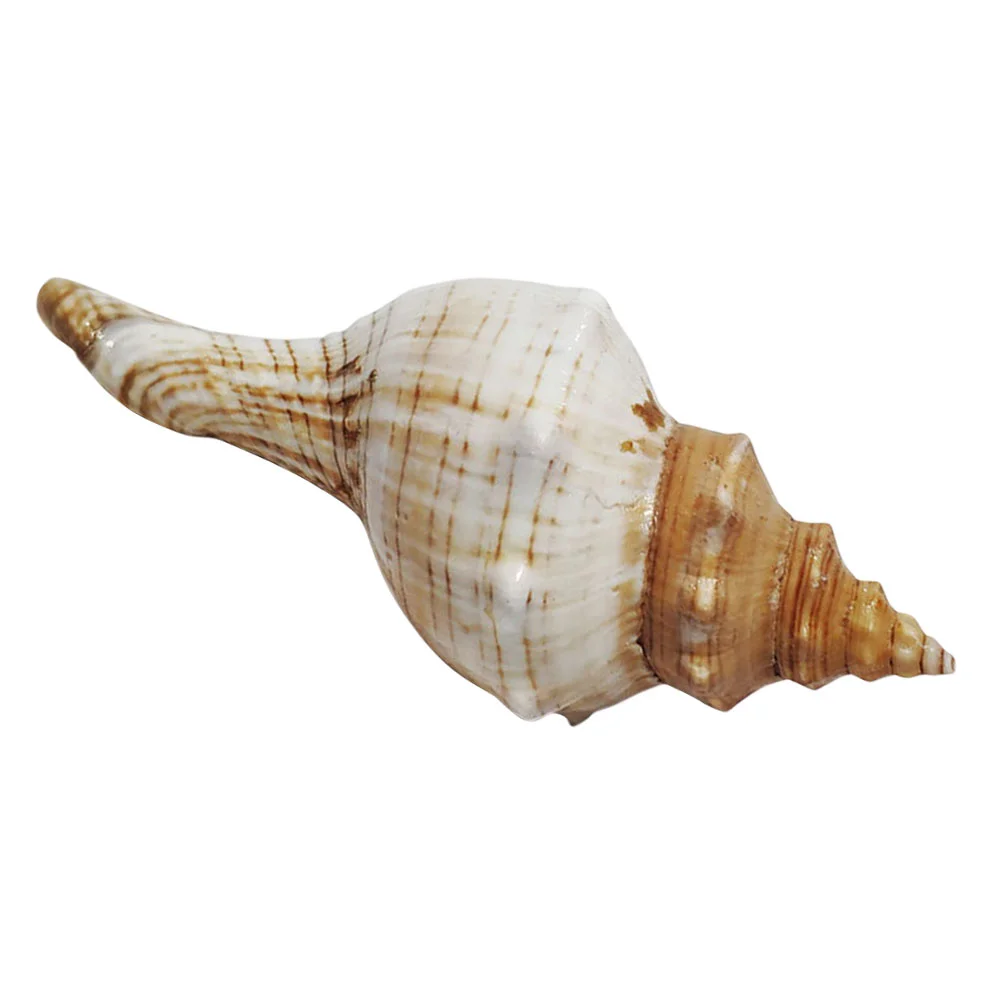Shell Conch Decoration Fish Tank Seashells Shells Sea Aquarium Decor Wedding Oceanlarge Ornament Seashell Natural Crafts Jumbo
Shell Conch Decoration Fish Tank Seashells Shells Sea Aquarium Decor Wedding Oceanlarge Ornament Seashell Natural Crafts Jumbo