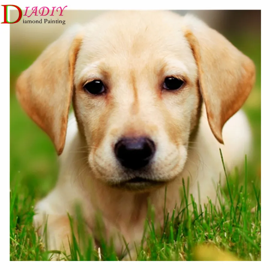 5D DIY Full Square/Round Drill Cute Animal Dog Diamond Painting Rhinestone Diamond Embroidery Cross Stitch Decor Gift
5D DIY Full Square/Round Drill Cute Animal Dog Diamond Painting Rhinestone Diamond Embroidery Cross Stitch Decor Gift