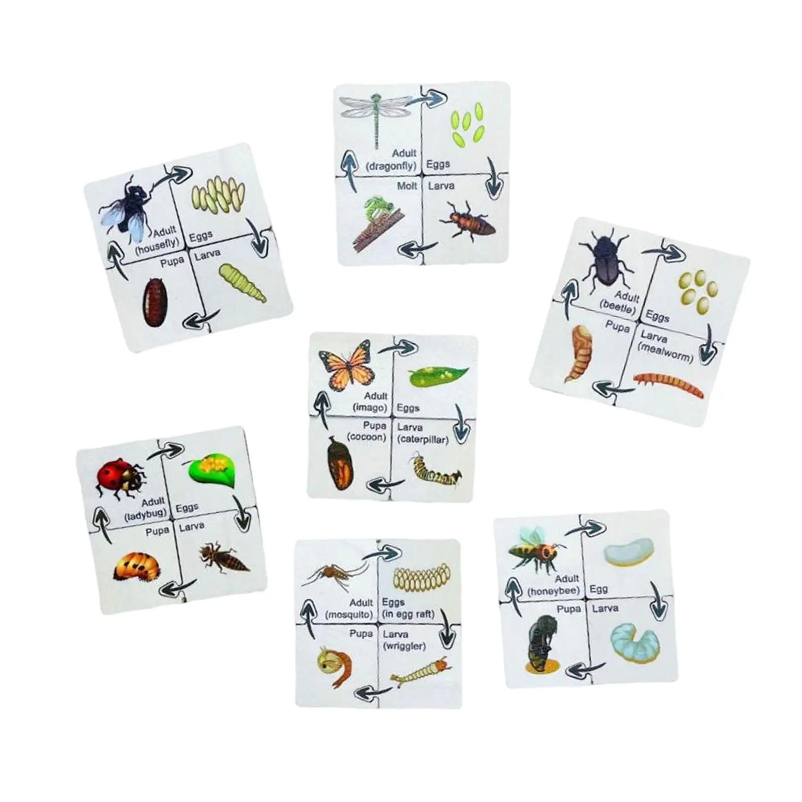 Wooden Growth Cycle Puzzle Set Party Favors Educational Teaching Aids Developmental Toys Jigsaw Puzzles for Daycare Activities
Wooden Growth Cycle Puzzle Set Party Favors Educational Teaching Aids Developmental Toys Jigsaw Puzzles for Daycare Activities